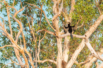 cormorant heron resting on a tree at the Yellow Water with the amazing Landscape of the Kakadu National Park on a moody morning with fog, stunning nature and reflections, Northern Territory, Australia