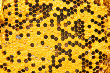 Yellow honeycomb texture . background