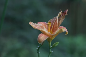 pink flower on green background