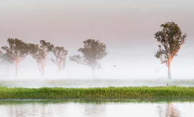 Sunrise at the Yellow Water Cruise, morning mist between trees and smooth water with mirror effect, Kakadu National Park, Northern Territory, Australia © Thomas Jastram