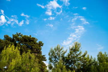 the sky above the trees in the forest