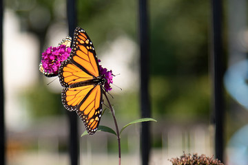 butterfly resting gently on a flower
