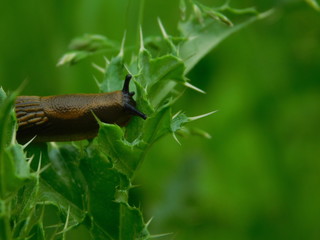 Slug on a leaf