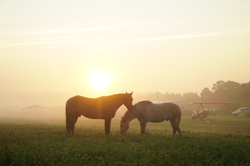 horses on pasture at sunset