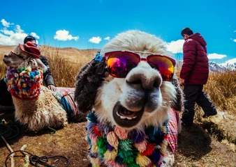 Rugzak Lama in Andes © Gabriel