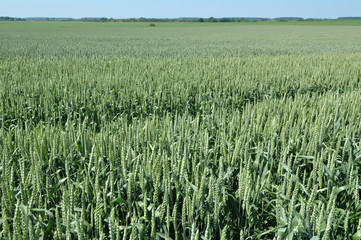 Winter wheat grows in the spring field