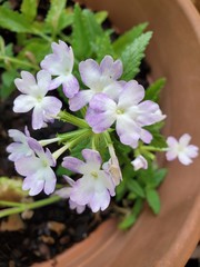 flowers on a green background