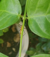 dragonfly on leaf