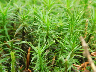 plants in the forest