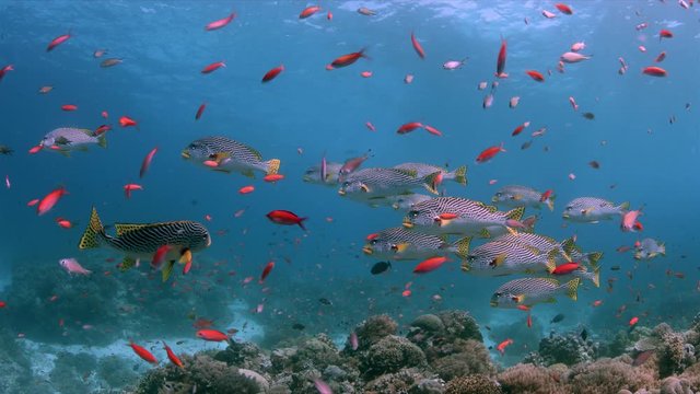 Coral reef with Diagonal Banded Sweetlips and healthy hard corals. Tubbataha Reef dive site Shark Airport 4k footage