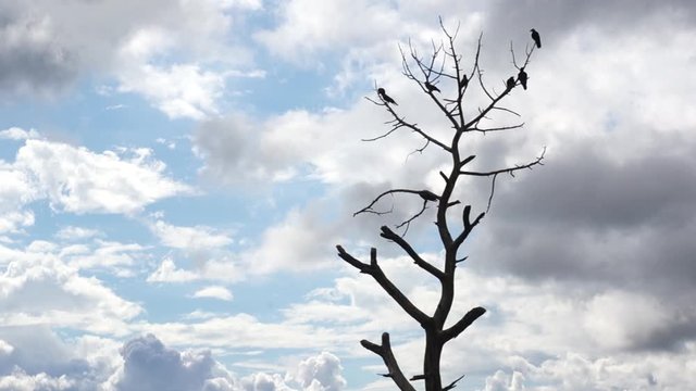 Silhouette of bare tree with birds sitting on it with clouds in the background shot in McLeodganj Himachal pradesh india