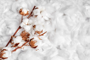 Cotton plant. Branches of white fluffy cotton flowers on soft background. Organic material used in the manufacture of natural fabrics and other products - obrazy, fototapety, plakaty