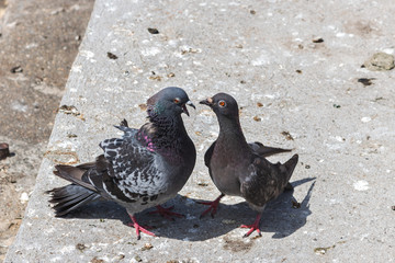 A couple of pigeons in th street, Portugal