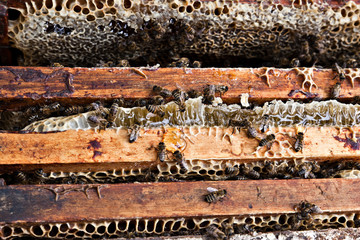 Bees sit on a frame with honeycombs