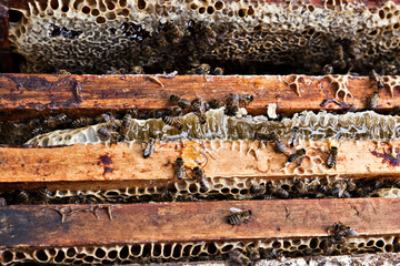 Bees sit on a frame with honeycombs
