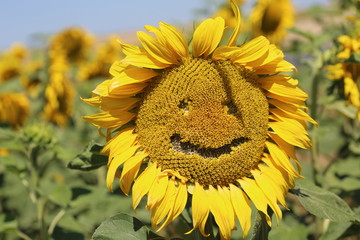 Sonnenblume lacht Smiley Gesicht