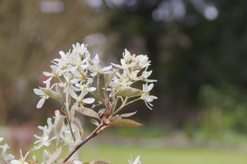Amelanchier close up in my garden. Also known as Felsenbirne