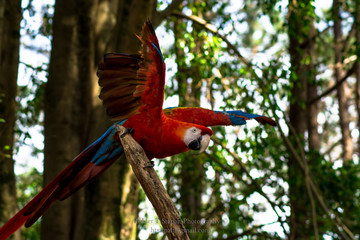 Colors of the Forest