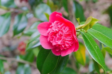 Close up of a camellia flower in my garden