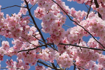 Kirschblüten vor blauem Himmel