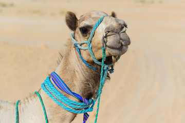 Close-up camel head with blue harness