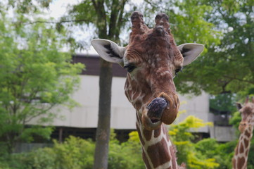 Close up of the head of a funny looking giraffe