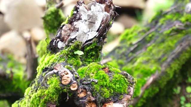 Macro shot of moss growing on the trunk of a fallen tree shot in himachal pradesh in india