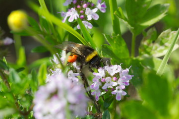 A bee pollinate the thyme blossoms in my garden
