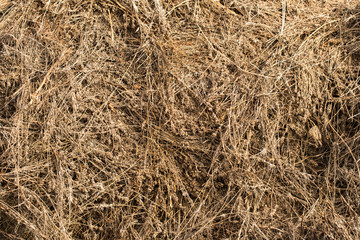 Piles of dried flowers. Lavandula - plant in the mint family, Lamiaceae. Bio waste of the perfume industry.	