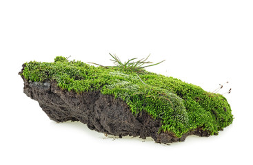 Green moss isolated on a white background. Green mossy hill.