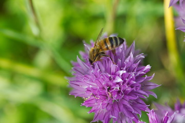 A bee pollinate the chives blossoms in my garden