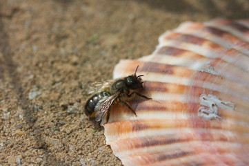 Close up of a black / brown bee in my garden