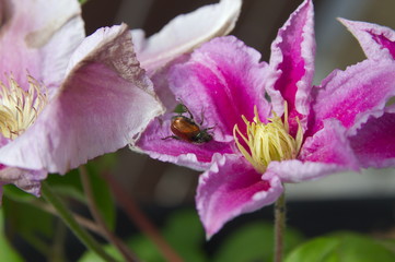 Fototapeta na wymiar A brown bug sitting in my pink clematis