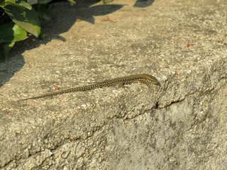 old wall with a little lizard 