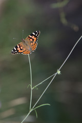 Belle-Dame en français, painted lady ou cosmopolitan en anglais, un papillon migrateur extraordinaire
