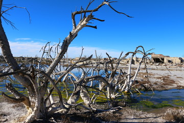 arboles secos por el salitre en el Lago Epecuen, Argentina