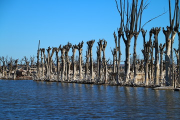 arboles secos por el salitre en el Lago Epecuen, Argentina