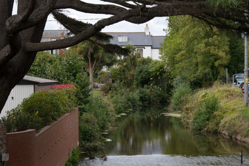 Tree branching over a river