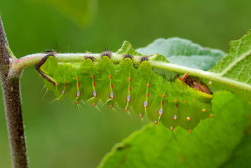 Polyphemus Moth - Antheraea polyphemus, caterpillar of beautiful large American moth.
