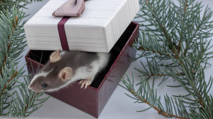 Little fluffy rat in the New Year composition. Next to her is a gift with a red bow.