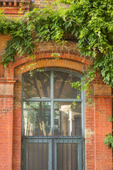 Fototapeta na wymiar Vertical Image: Part of Old Red Brick Building Is On a Sunny Day. Beautiful Сreeping Plant With Green Leaves of Hanging Over the Window. Steel Framework is On Half the Window Frame. London Industrial 