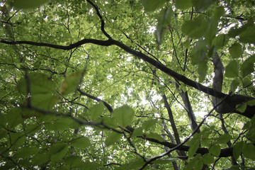 Out in the wild forest