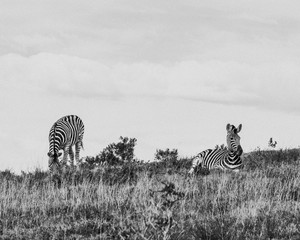 Obraz premium Zebras