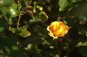 Yellow and orange roses in the garden