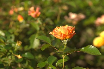 Yellow and orange roses in the garden