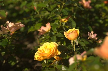 Yellow and orange roses in the garden