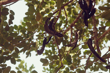 Carob tree (Ceratonia siliqua) fruits, hanging from a branch. - Image