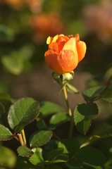 Orange roses in the garden
