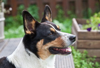 Dog breed Welsh Corgi Cardigan portrait in the yard against the background of a wooden fence and green grass