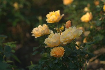 Yellow and orange roses in the garden
